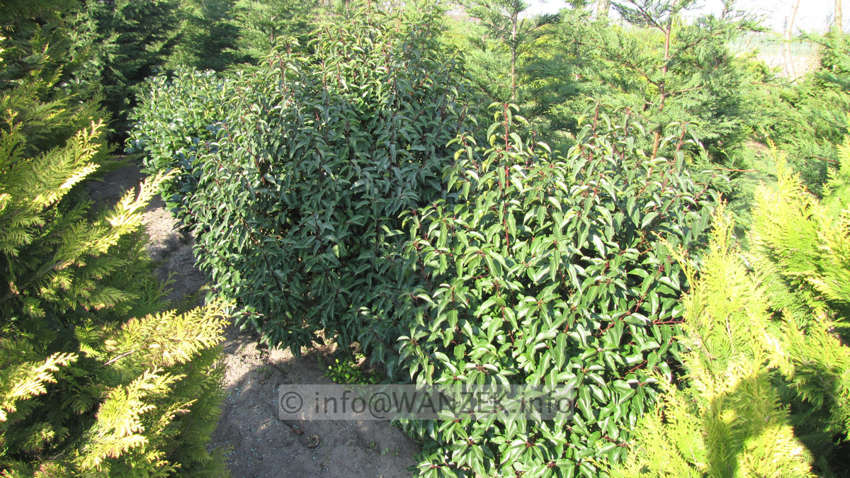 Prunus lusitanica Angustifolia - Sol 1,5-2m.JPG